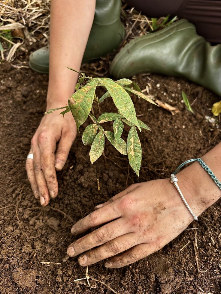 Reforestation and ecological restoration fieldwork
